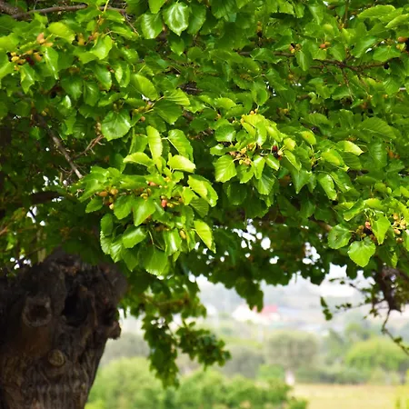 아파트 Giardino Del Gelso Marconia
