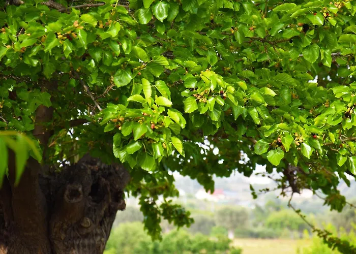 Apartment Giardino Del Gelso Marconia